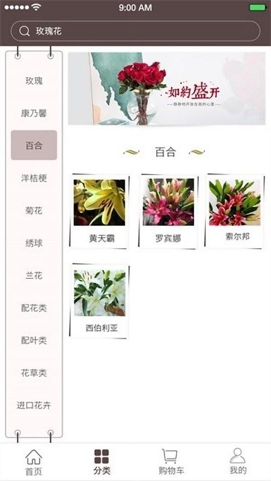 七彩云菊最新版